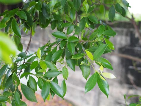 避邪|各種避邪植物：抹草（茉草）、榕樹葉、芙蓉葉 – G. T. Wang